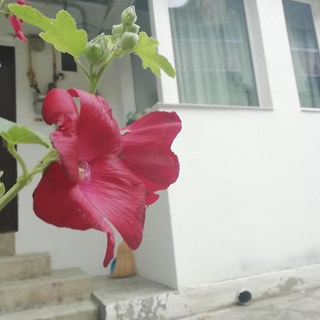 Studio Moliere Apartment Brasov Ngoại thất bức ảnh