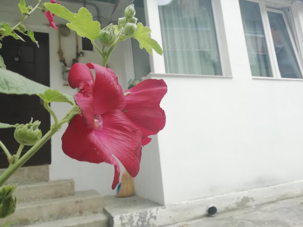Studio Moliere Apartment Brasov Ngoại thất bức ảnh